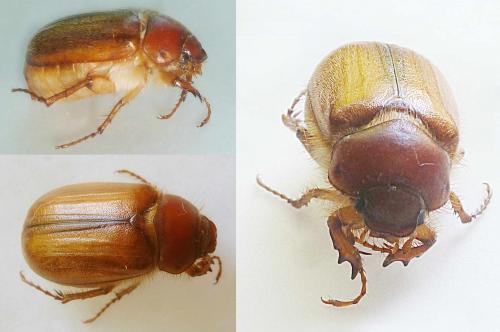 Amphimallon sp.